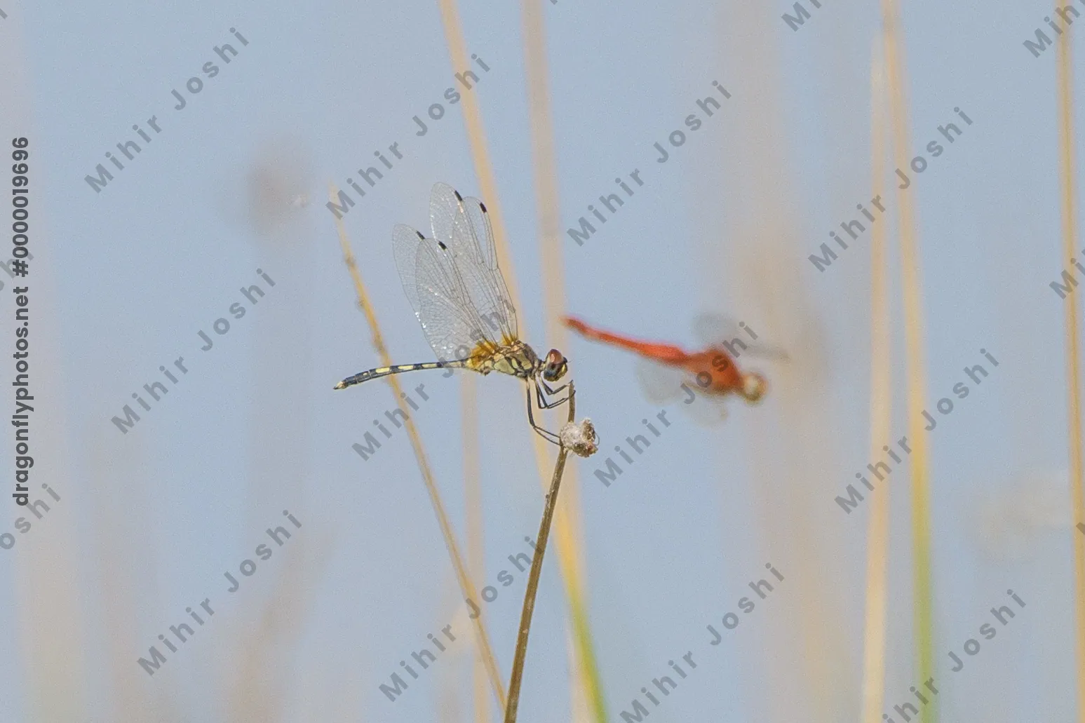 Long-legged Marsh Glider dragonfly perched on wetland vegetation near Nalsarovar in Gujarat, India.