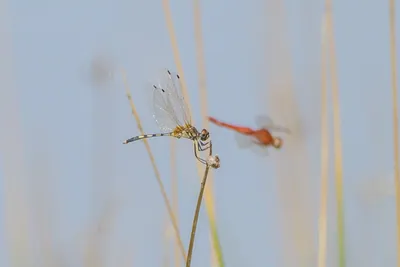 Long-legged Marsh Glider dragonfly perched on wetland vegetation near Nalsarovar in Gujarat, India.