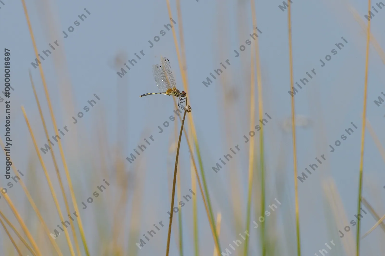 Long-legged Marsh Glider dragonfly perched on wetland vegetation near Nalsarovar in Gujarat, India.