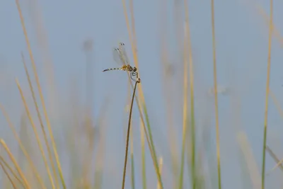 Long-legged Marsh Glider dragonfly perched on wetland vegetation near Nalsarovar in Gujarat, India.