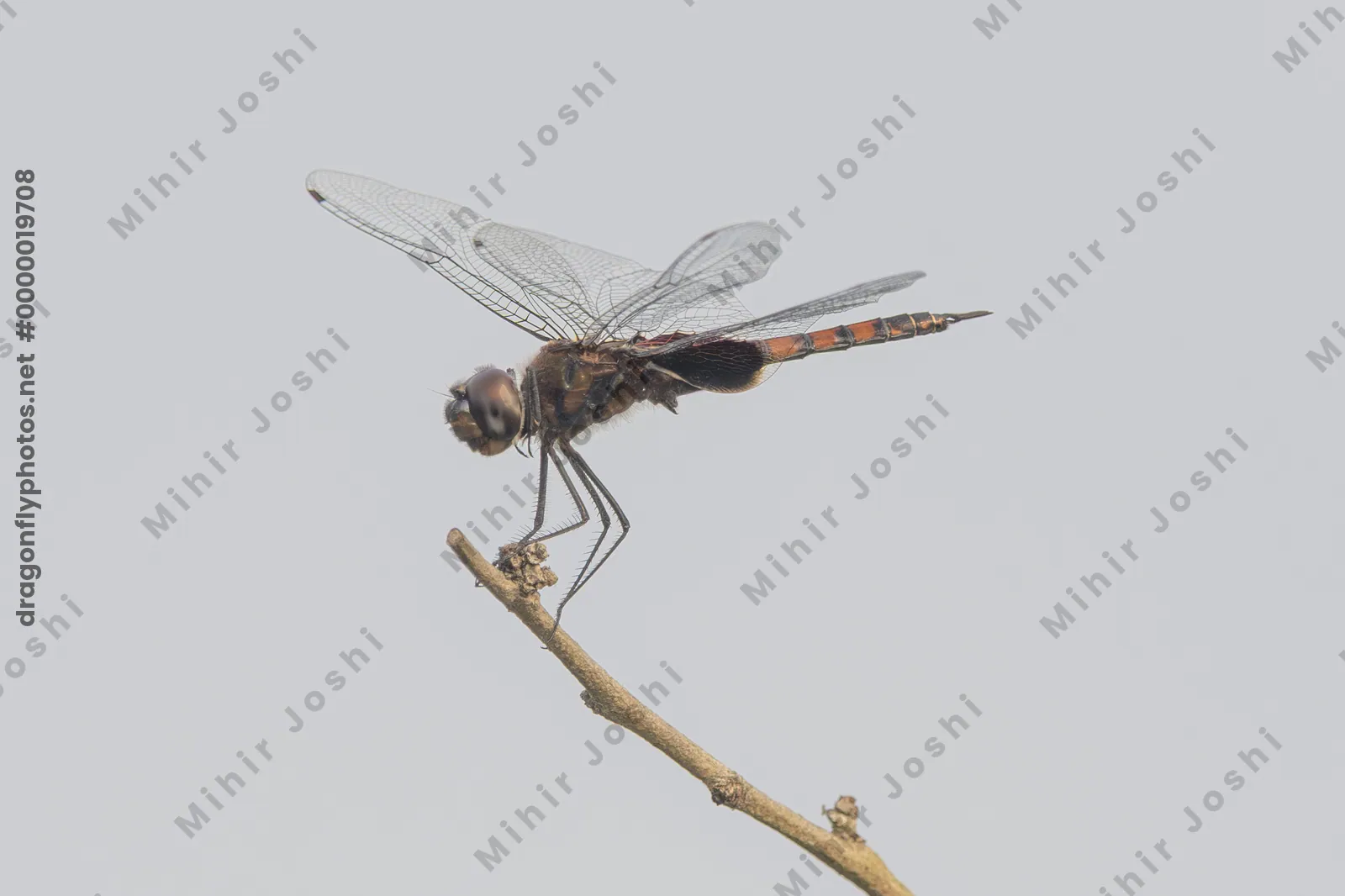 Black Marsh Trotter dragonfly (Tramea limbata) perched on a dry twig at Umred in Maharashtra, India.