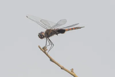 Black Marsh Trotter dragonfly (Tramea limbata) perched on a dry twig at Umred in Maharashtra, India.