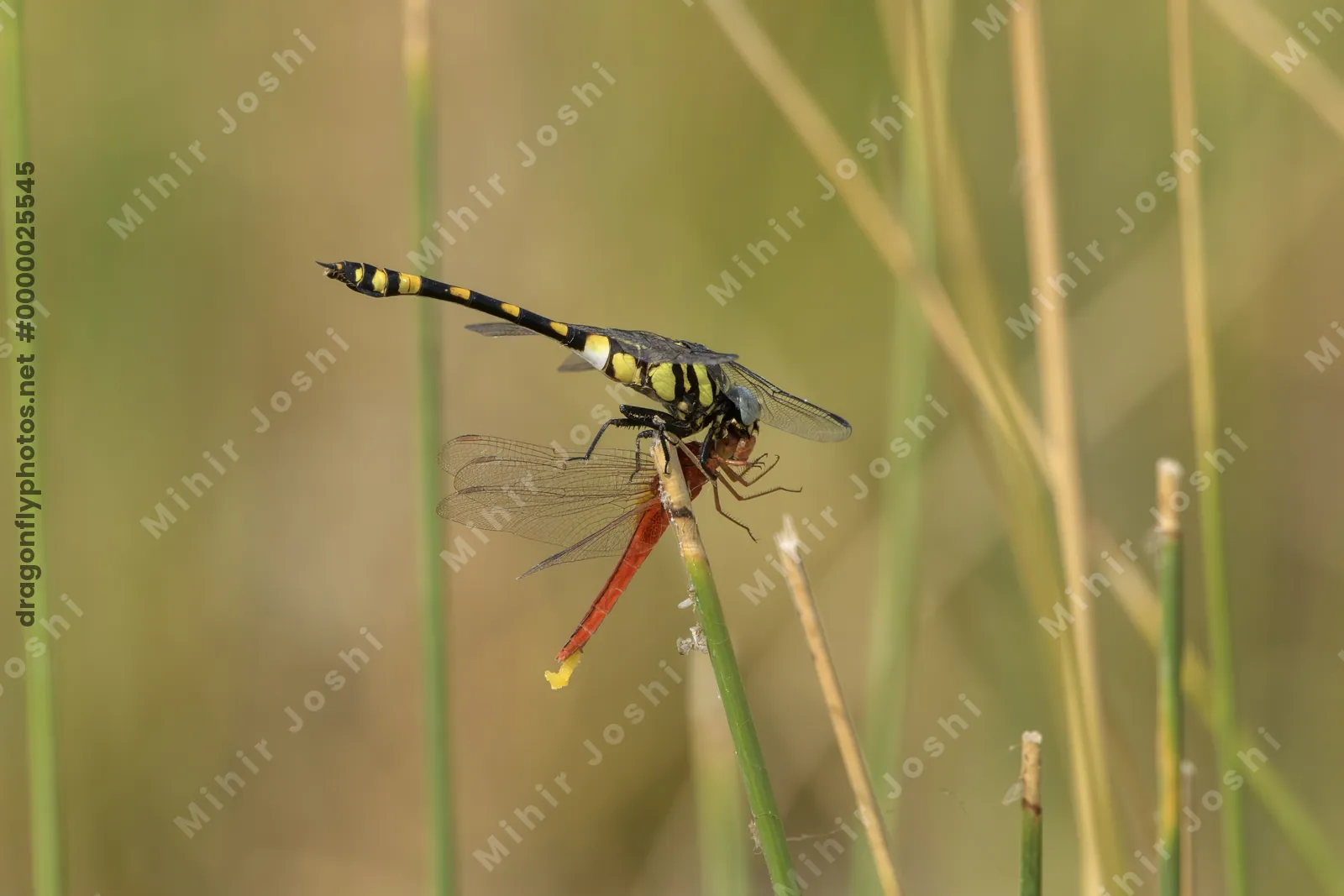 Tigertail dragonfly preying on Ruddy Marsh Skimmer in wetland habitat