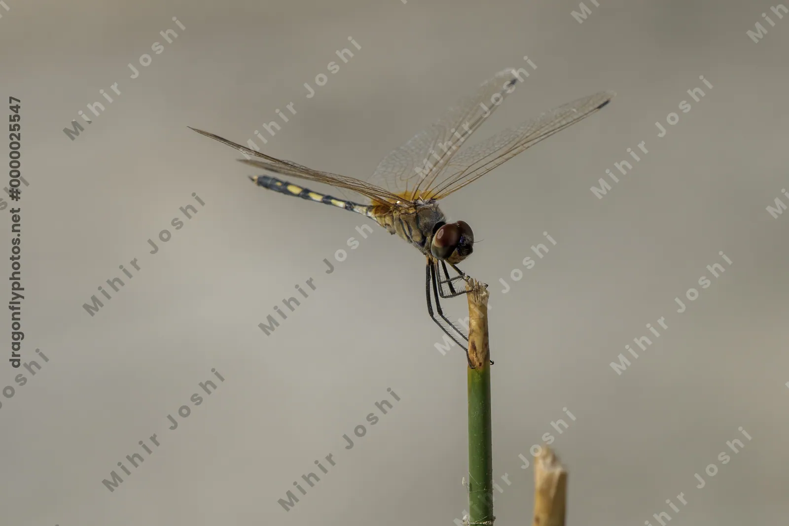 Long-legged Marsh Glider perched in wetland near Nalsarovar