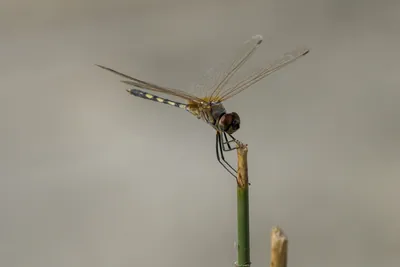 Long-legged Marsh Glider perched in wetland near Nalsarovar