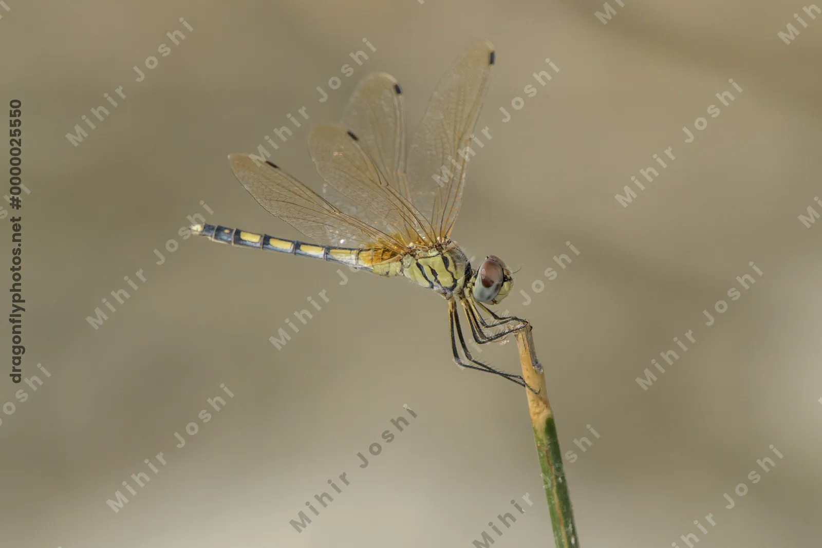 Long-legged Marsh Glider perched in wetland near Nalsarovar