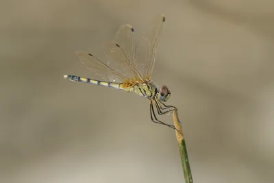 Long-legged Marsh Glider perched in wetland near Nalsarovar