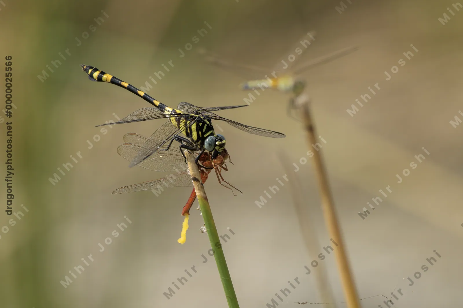 Tigertail dragonfly preying on Ruddy Marsh Skimmer in wetland habitat