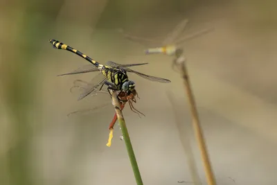 Tigertail dragonfly preying on Ruddy Marsh Skimmer in wetland habitat