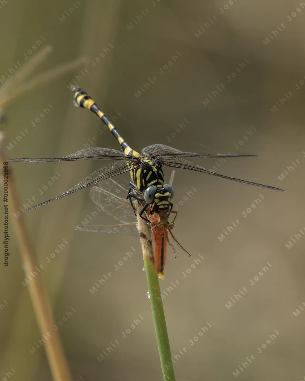 Tigertail dragonfly preying on Ruddy Marsh Skimmer in wetland habitat