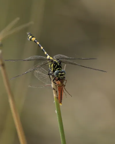 Tigertail dragonfly preying on Ruddy Marsh Skimmer in wetland habitat