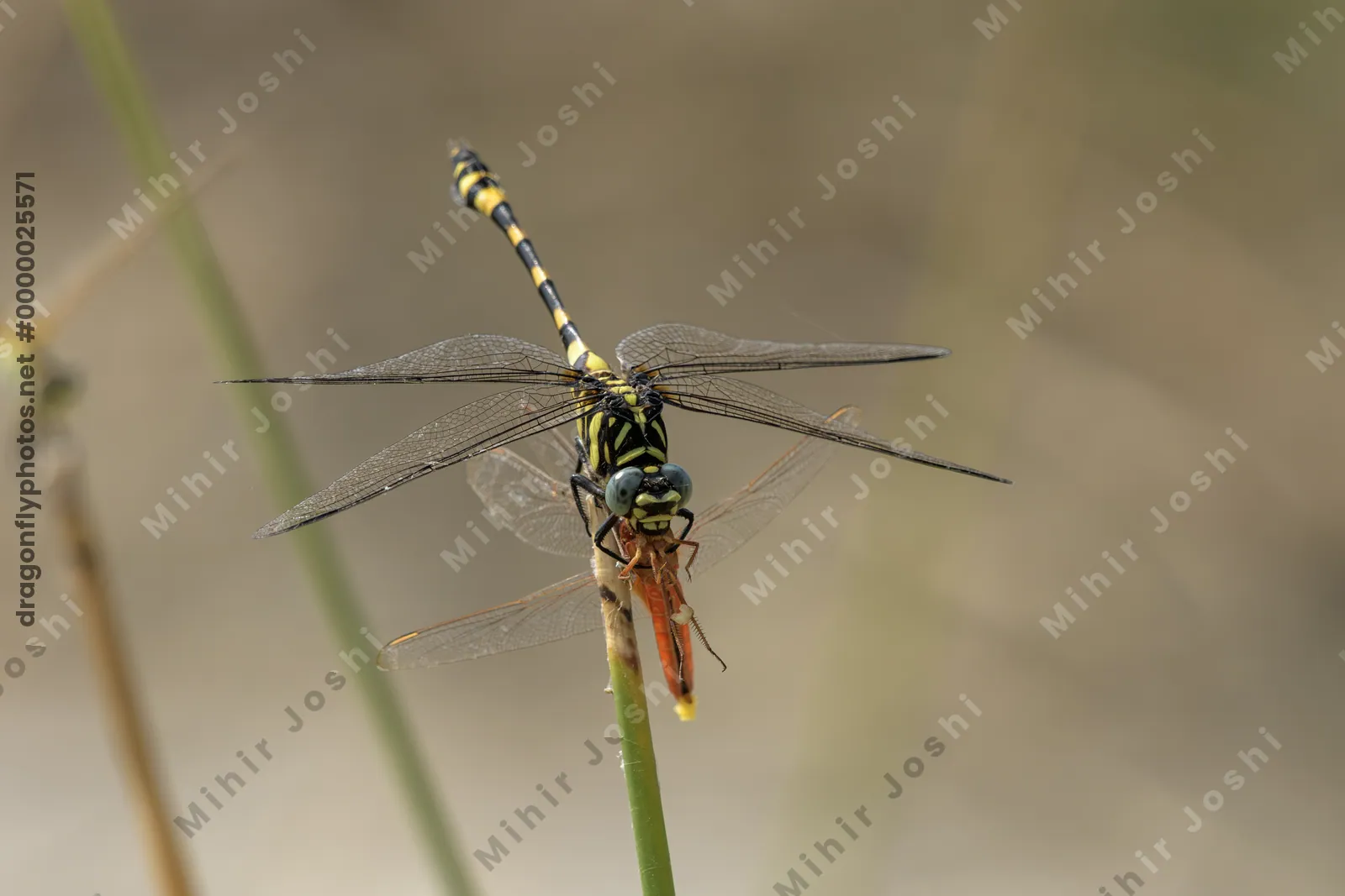 Tigertail dragonfly preying on Ruddy Marsh Skimmer in wetland habitat