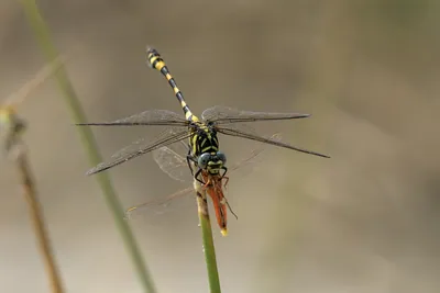 Tigertail dragonfly preying on Ruddy Marsh Skimmer in wetland habitat