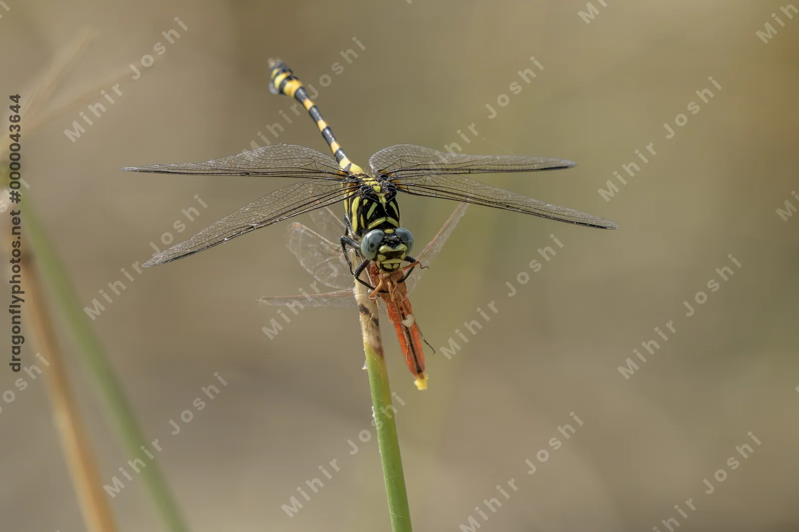 Tigertail dragonfly feeding on a Ruddy Marsh Skimmer while perched on wetland vegetation.