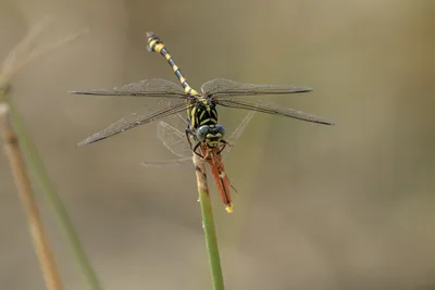 Tigertail dragonfly feeding on a Ruddy Marsh Skimmer while perched on wetland vegetation.