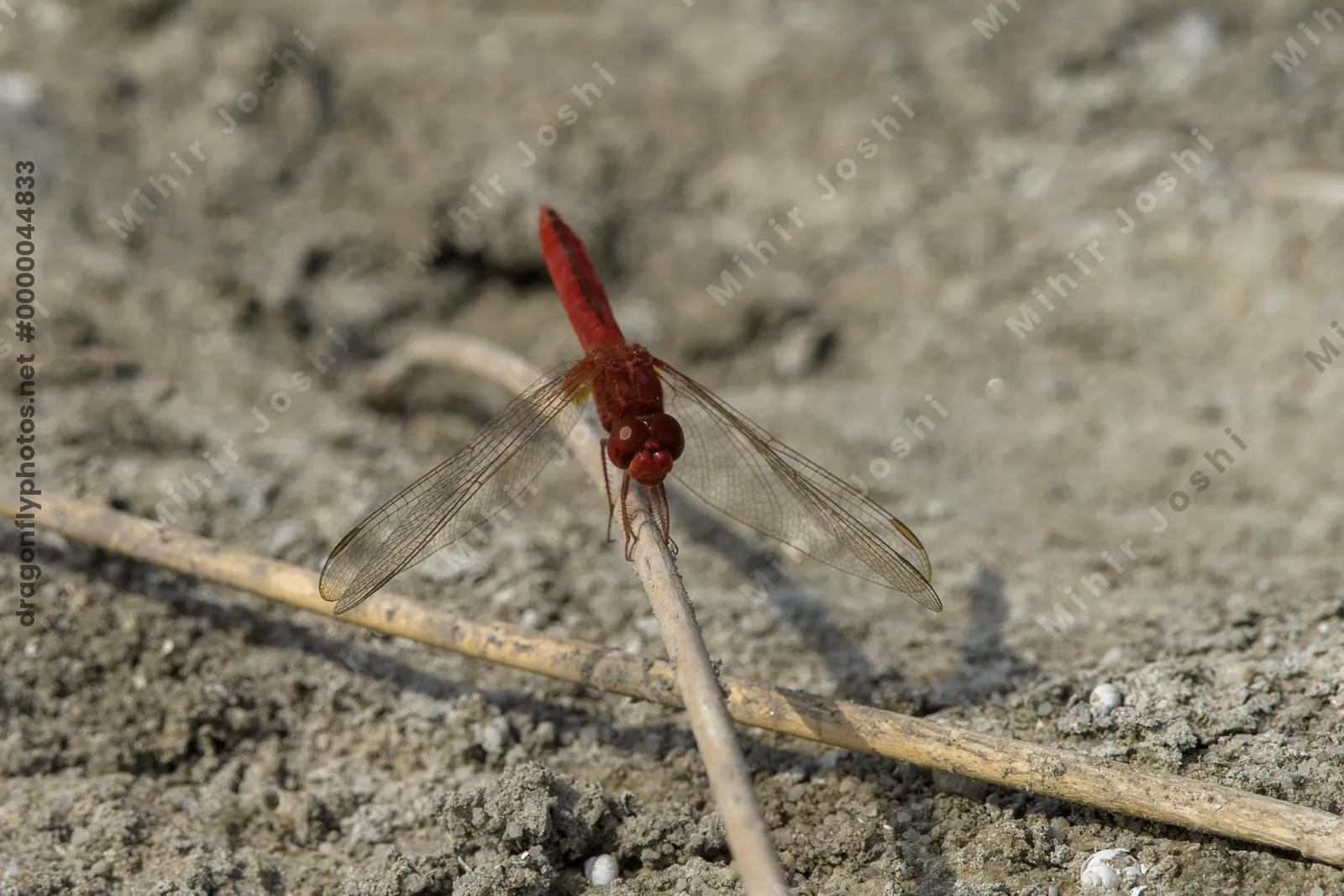 Ruddy Marsh Skimmer (Crocothemis servilia) perched on dry vegetation near Nalsarovar wetland in Gujarat, India.