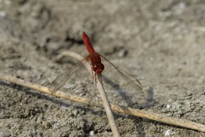 Ruddy Marsh Skimmer (Crocothemis servilia) perched on dry vegetation near Nalsarovar wetland in Gujarat, India.