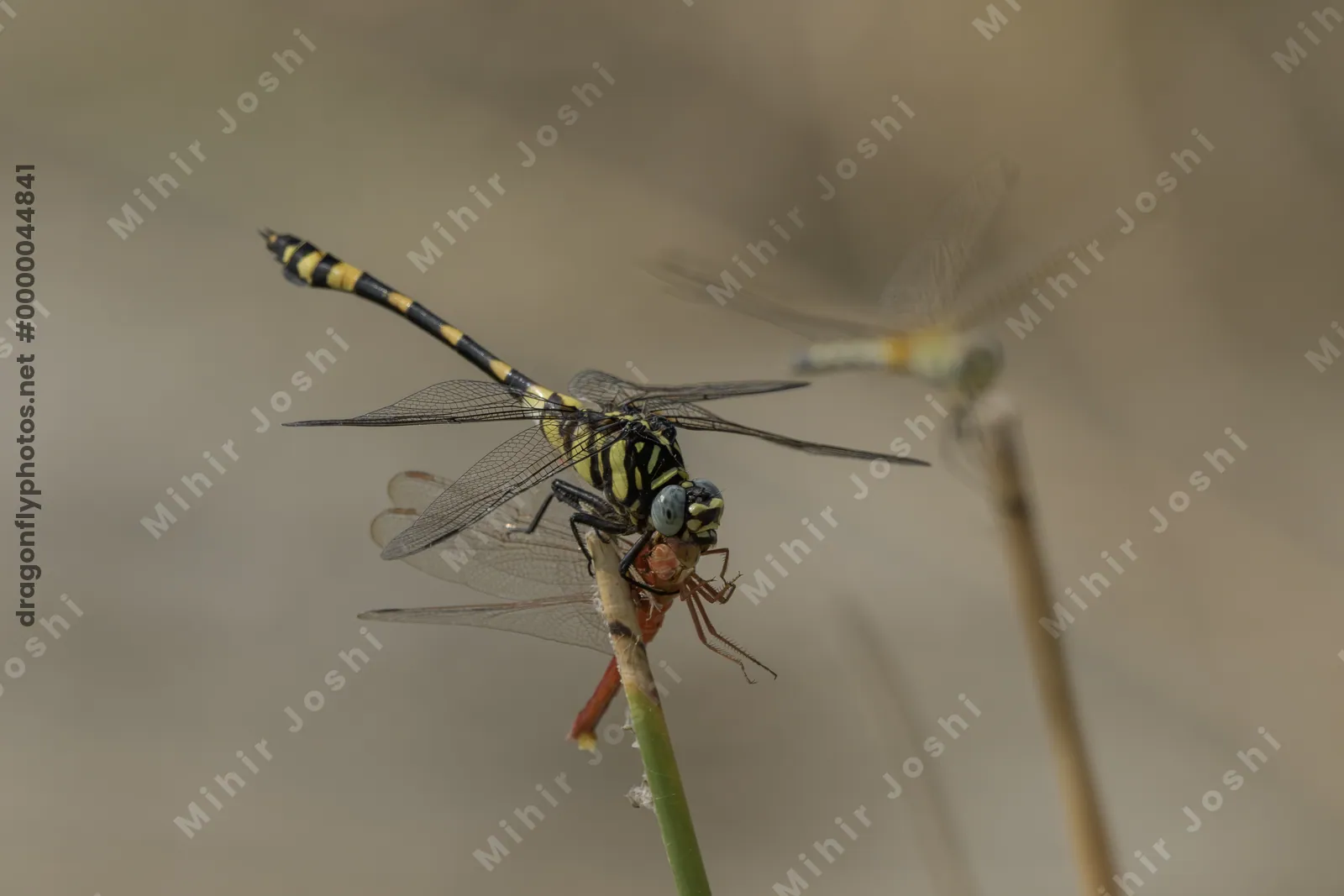 Tigertail dragonfly feeding on a Ruddy Marsh Skimmer while perched on wetland vegetation.