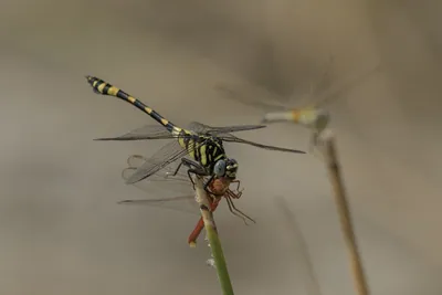 Tigertail dragonfly feeding on a Ruddy Marsh Skimmer while perched on wetland vegetation.