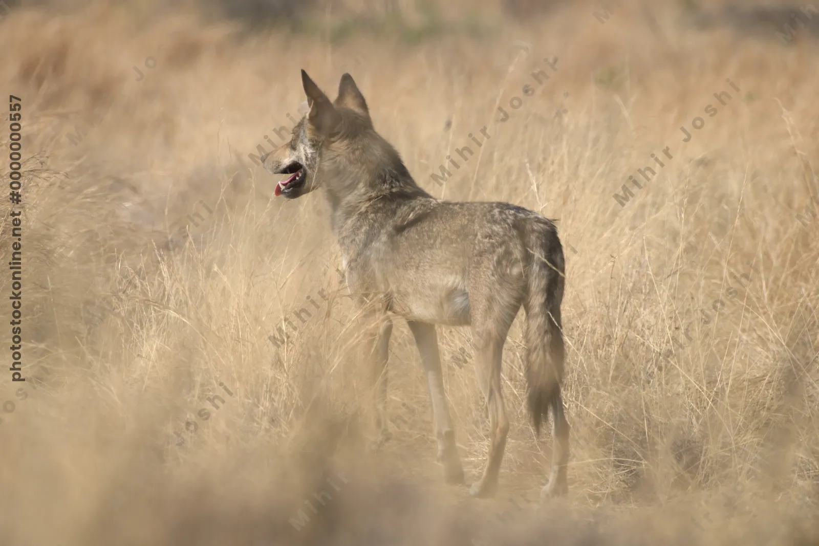 Indian grey wolf standing in tall dry grass at Bhigwan in Maharashtra, India
