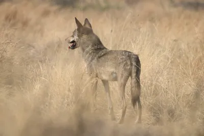 Indian grey wolf standing in tall dry grass at Bhigwan in Maharashtra, India
