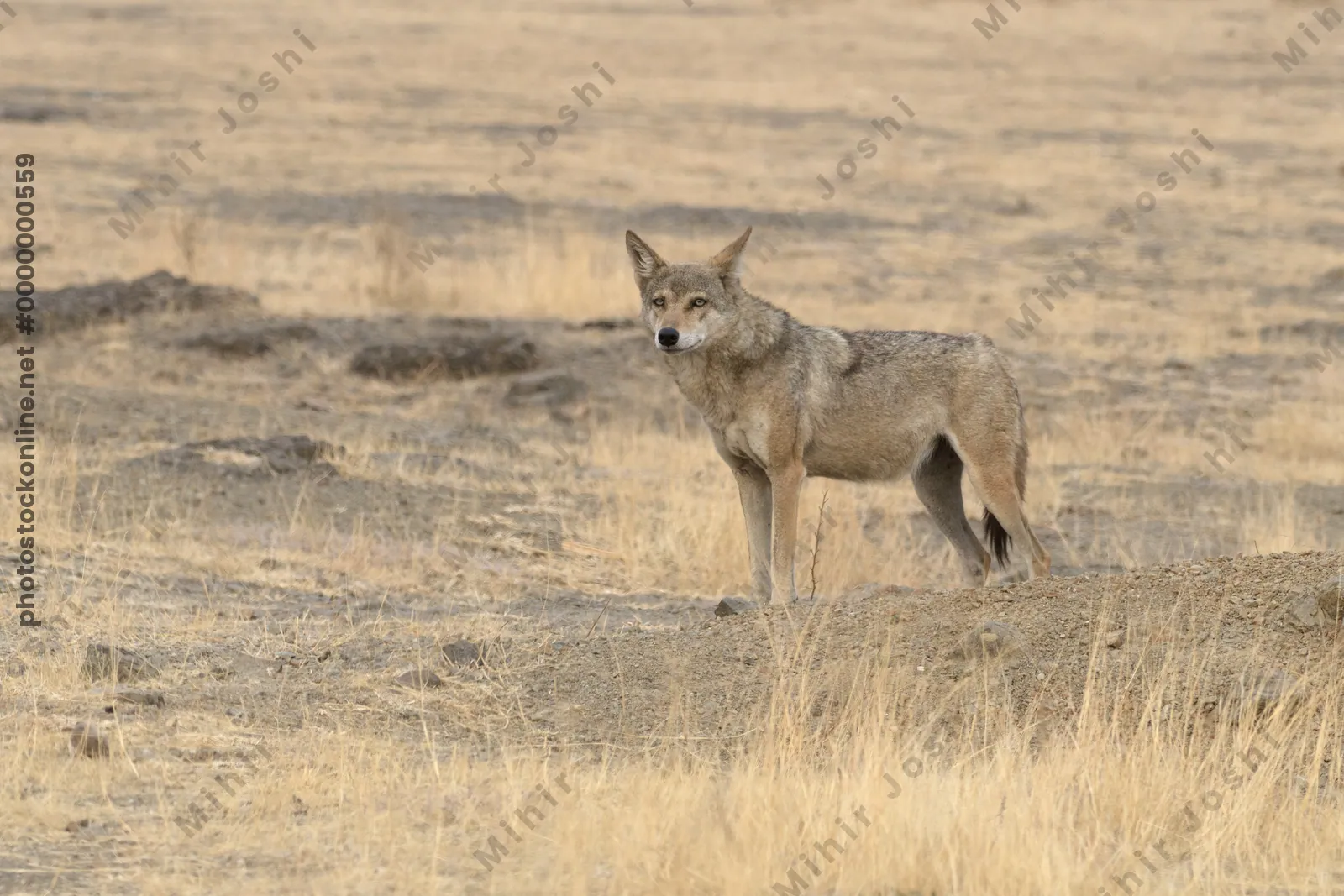 Indian Grey Wolf (Canis lupus pallipes) in dry grasslands of Bhigwan, Maharashtra - a rare predator of Indian savannas.