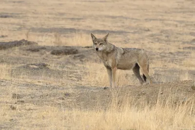 Indian Grey Wolf (Canis lupus pallipes) in dry grasslands of Bhigwan, Maharashtra - a rare predator of Indian savannas.