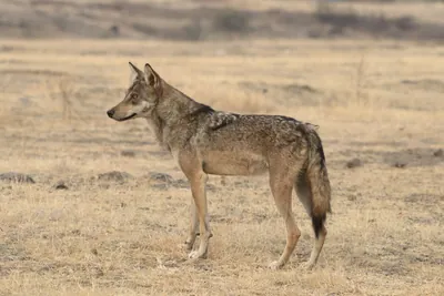 Indian Grey Wolf (Canis lupus pallipes) in dry grasslands of Bhigwan, Maharashtra - a rare predator of Indian savannas.