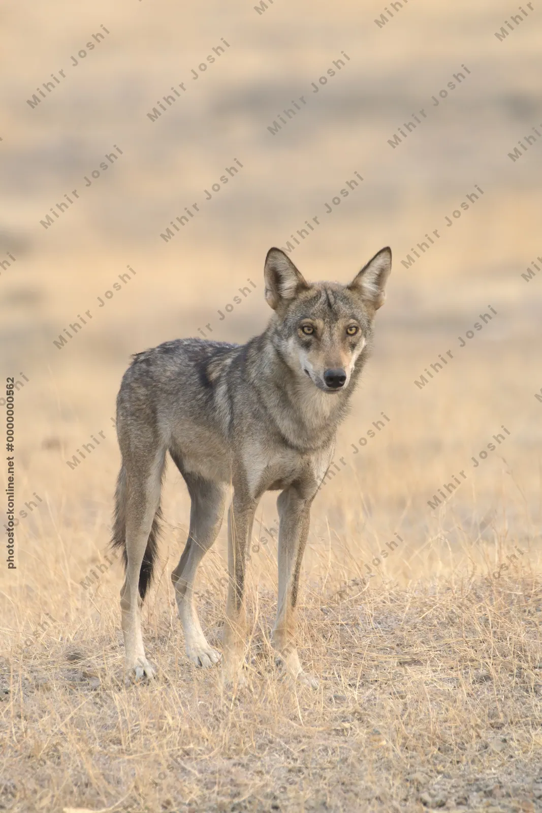 Indian Grey Wolf (Canis lupus pallipes) in dry grasslands of Bhigwan, Maharashtra - a rare predator of Indian savannas.