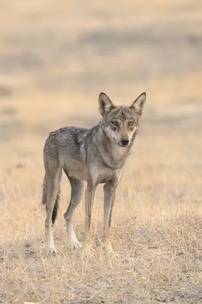 Indian Grey Wolf (Canis lupus pallipes) in dry grasslands of Bhigwan, Maharashtra - a rare predator of Indian savannas.