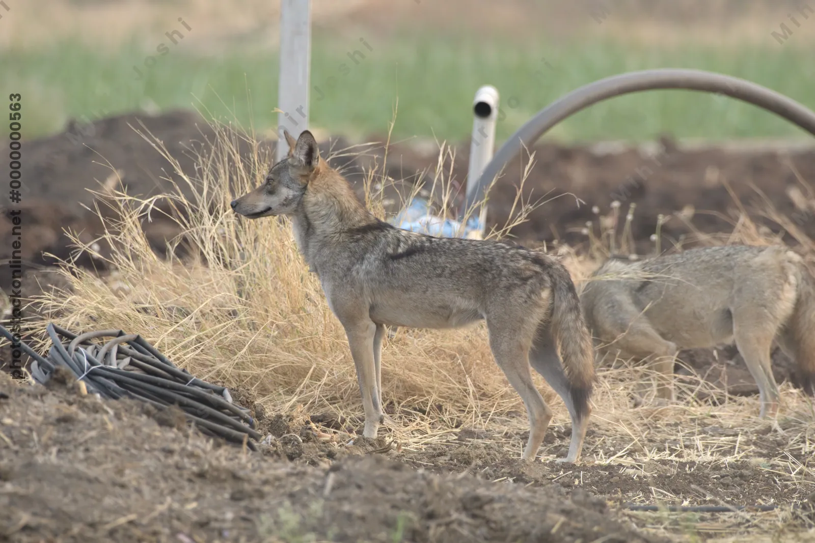 Pair of Indian Grey Wolves (Canis lupus pallipes) exploring farmland in Bhigwan, Maharashtra - rare predators adapting to human landscapes.
