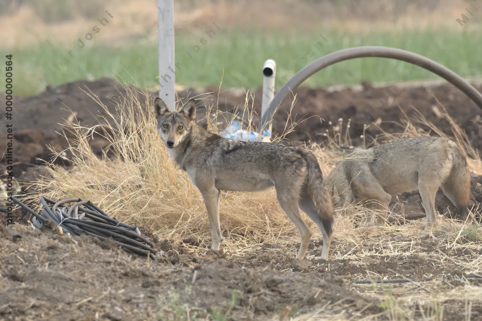 Pair of Indian Grey Wolves (Canis lupus pallipes) exploring farmland in Bhigwan, Maharashtra - rare predators adapting to human landscapes.