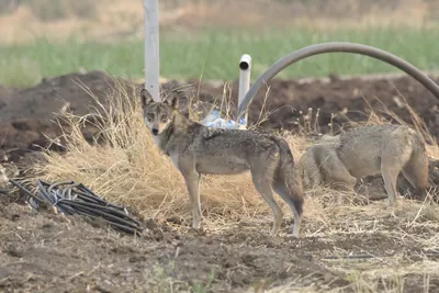 Pair of Indian Grey Wolves (Canis lupus pallipes) exploring farmland in Bhigwan, Maharashtra - rare predators adapting to human landscapes.