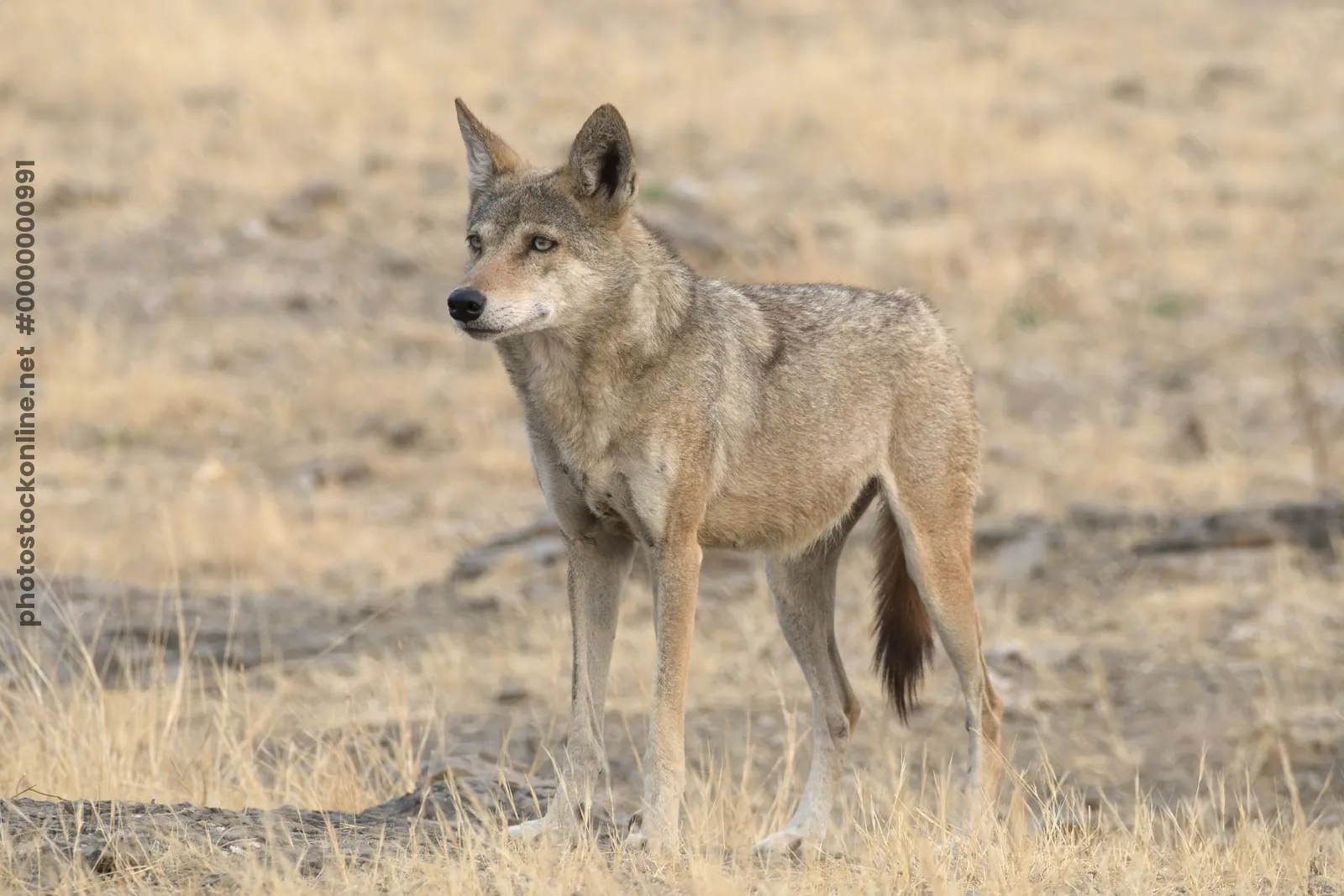 Indian Grey Wolf (Canis lupus pallipes) in dry grasslands of Bhigwan, Maharashtra - a rare predator of Indian savannas.