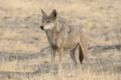 Indian Grey Wolf (Canis lupus pallipes) in dry grasslands of Bhigwan, Maharashtra - a rare predator of Indian savannas.