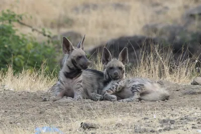 Pair of playful Striped Hyena cubs, Hyaena hyaena in grasslands near Bhigwan, Maharashtra - Indian wildlife behavior scene.