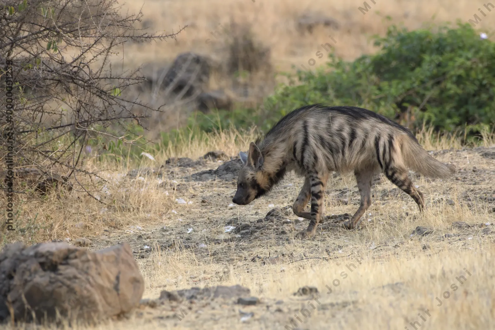 Striped Hyena (Hyaena hyaena) walking through the dry grasslands of Bhigwan, Maharashtra - Indian wildlife habitat scene.