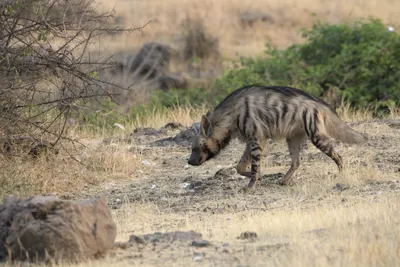 Striped Hyena (Hyaena hyaena) walking through the dry grasslands of Bhigwan, Maharashtra - Indian wildlife habitat scene.