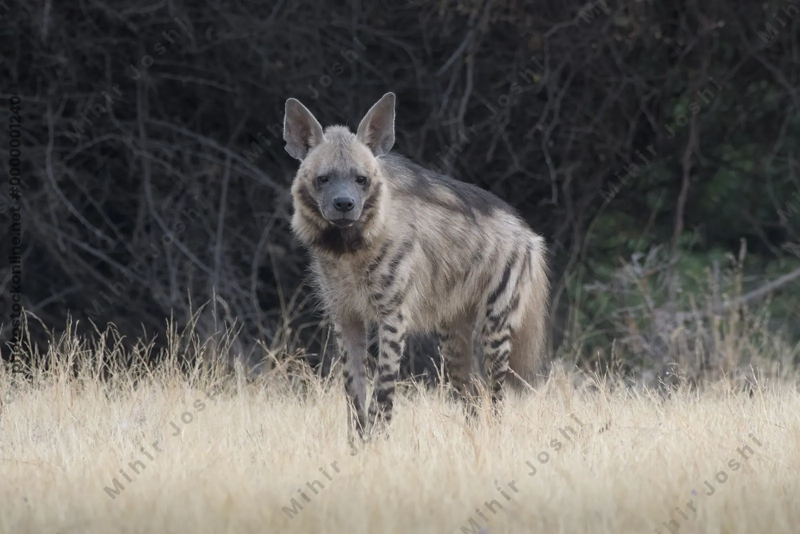 Striped Hyena (Hyaena hyaena) walking through the dry grasslands of Bhigwan, Maharashtra - Indian wildlife habitat scene.