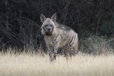 Striped Hyena (Hyaena hyaena) walking through the dry grasslands of Bhigwan, Maharashtra - Indian wildlife habitat scene.