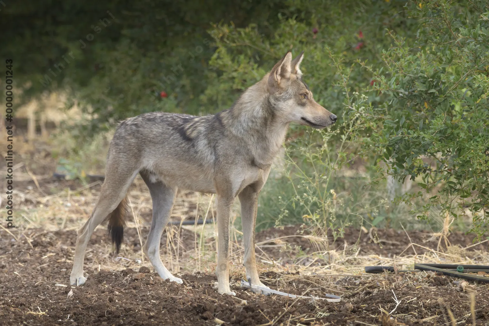 Indian Grey Wolf (Canis lupus pallipes) standing alert on farmland near Bhigwan, Maharashtra - rare predator adapting to rural Indian habitats.