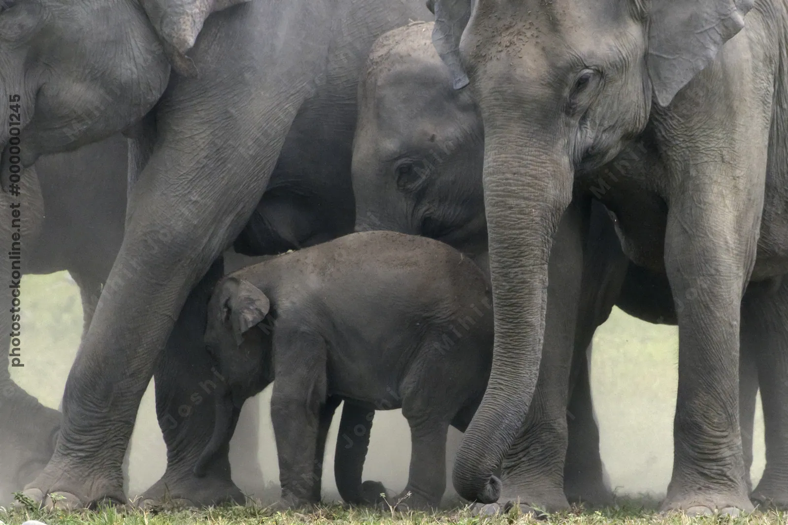 Wild Asian Elephant (Elephas maximus) herd surrounding and protecting a calf while taking a dust bath in forest grassland habitat in Manas National Park, Assam, India.