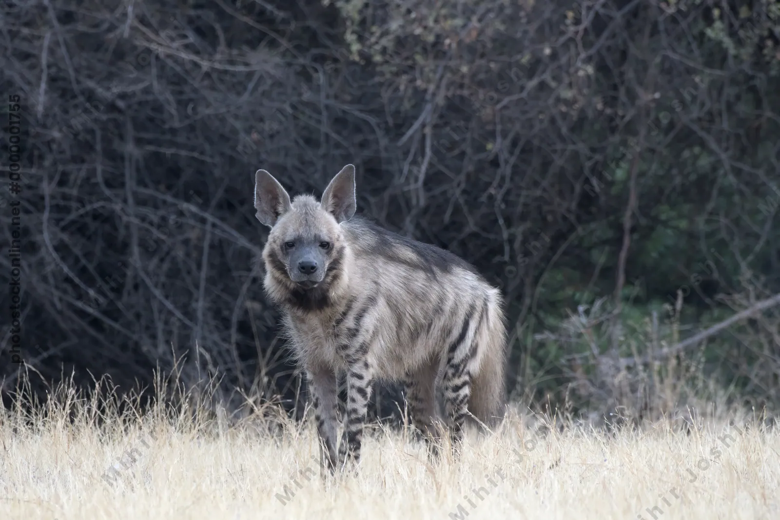 Striped Hyena walking through dry grasslands of B