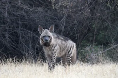 Hyenas