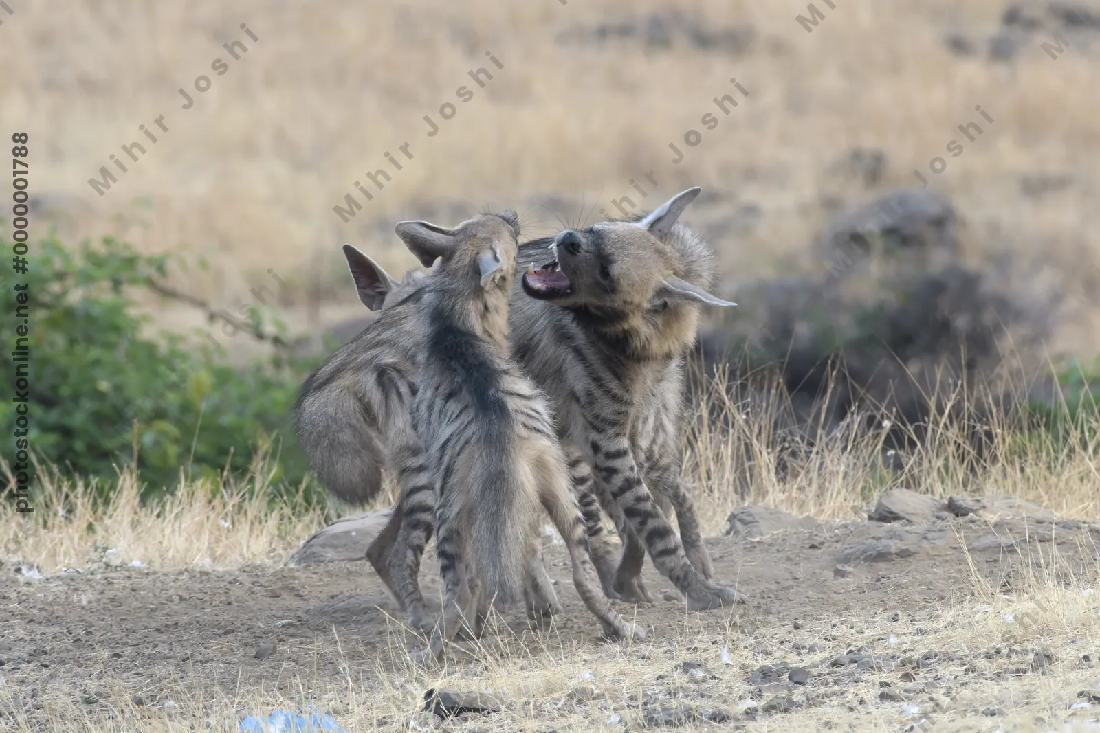 Pair of playful Striped Hyena cubs in the grassla