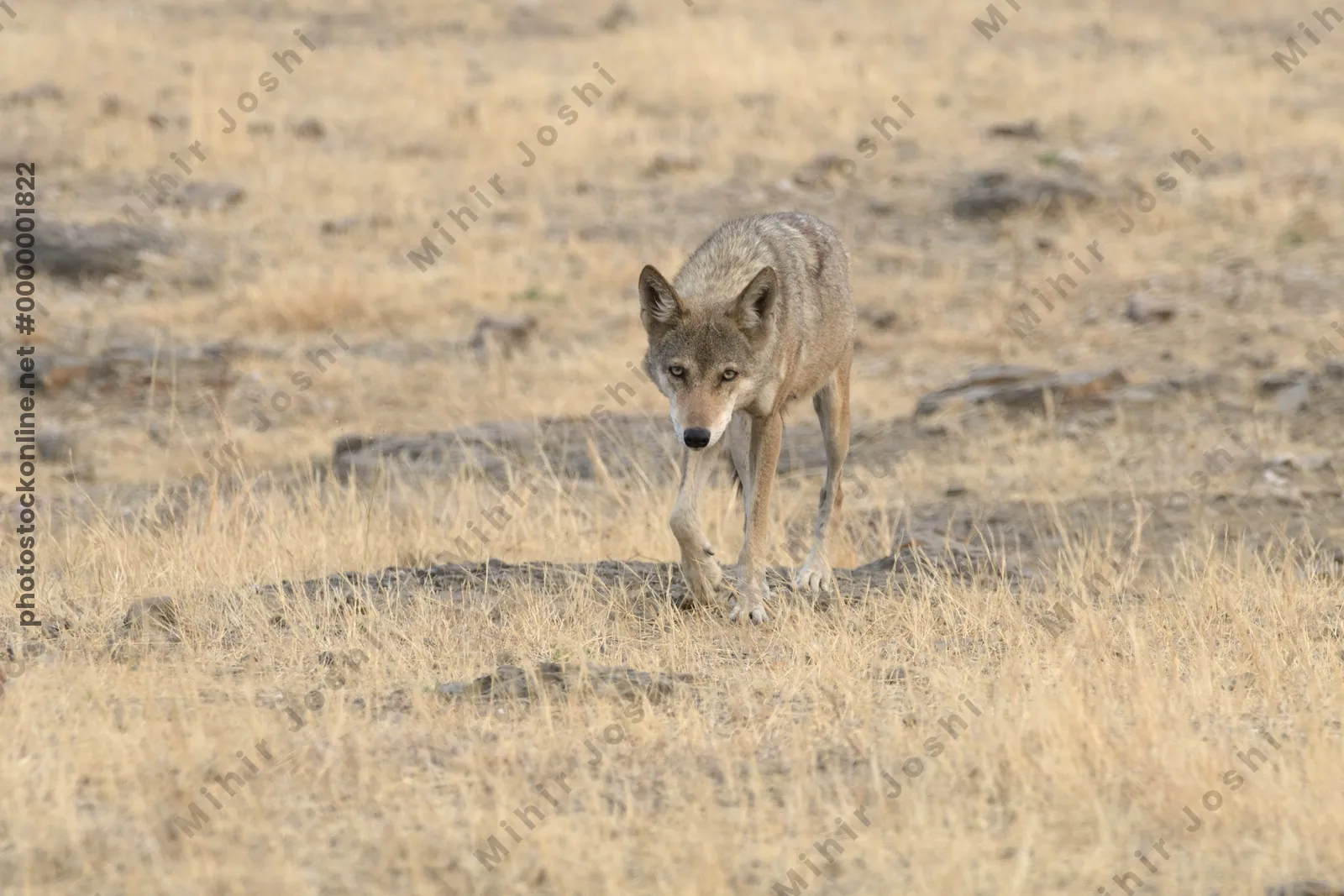 Indian Grey Wolf in dry grasslands of Bhigwan, Ma