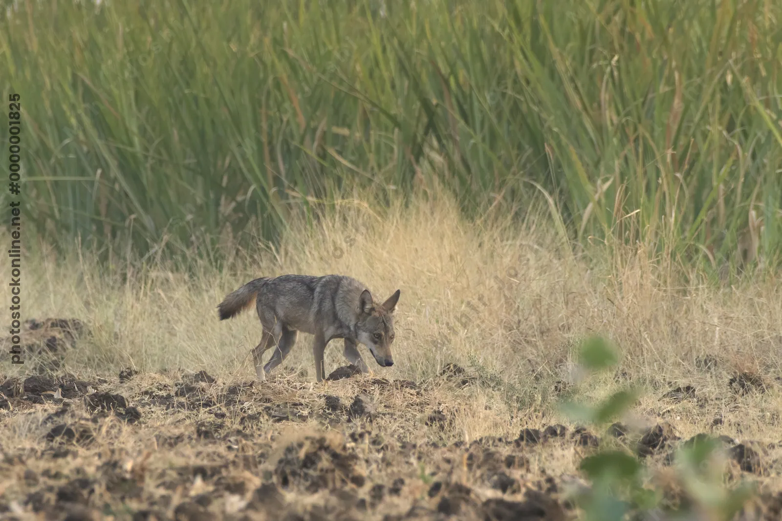 Indian Grey Wolf near farmland in Bhigwan, Mahara
