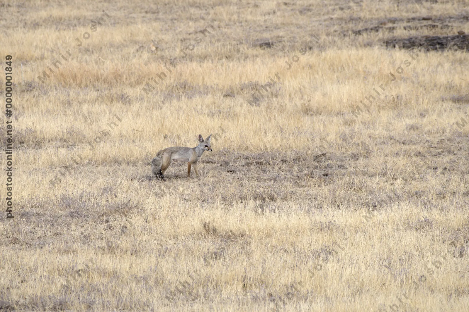 Indian fox in dry grassland at Bhigwan in Maharas