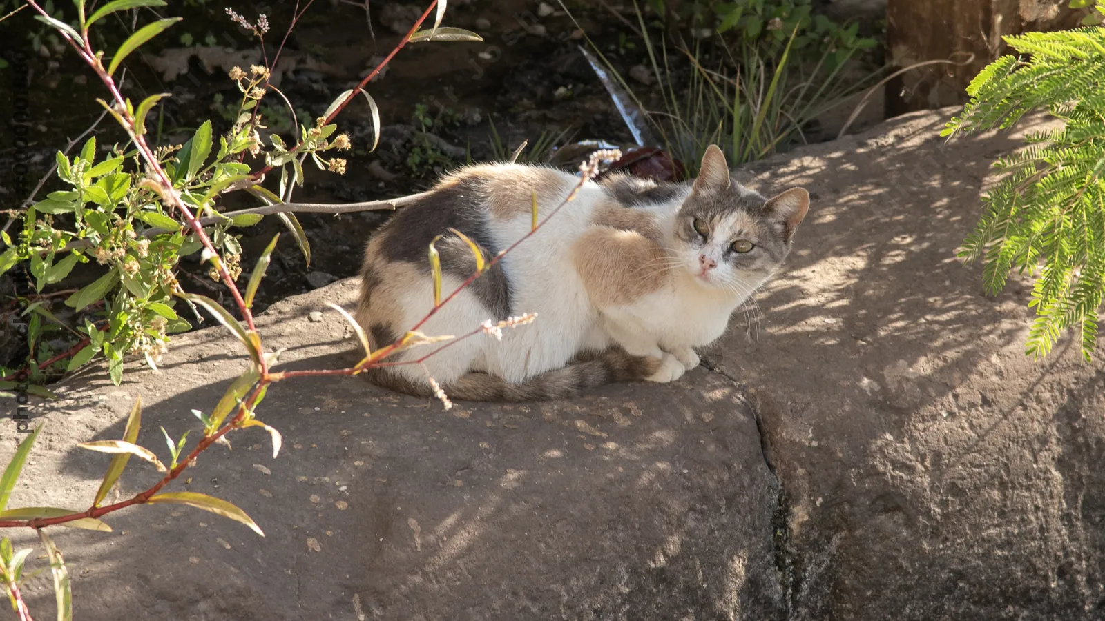 A cat on Agilkia Island near the Temple of Philae