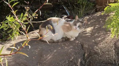 A cat on Agilkia Island near the Temple of Philae
